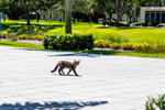 Campus Closed Empty Campus Cat Walking by Evan Musgrave