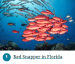 Red Snapper in Florida by Honey Shane