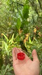Quito study abroad 2026: Hummingbird by Jennifer J. Lesh