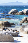 South Africa study abroad 2026: Boulders Beach by Ellen Stern
