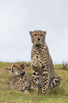 South Africa study abroad 2026: Cheetahs by Ellen Stern