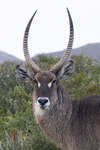 South Africa study abroad 2026: Deer by Ellen Stern