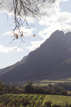 South Africa study abroad 2026: Delaire Graff Estate by Ellen Stern
