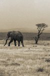 South Africa study abroad 2026: Elephant by Ellen Stern