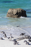 South Africa study abroad 2026: Boulders Beach by Ellen Stern