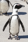 South Africa study abroad 2026: Penguin by Ellen Stern