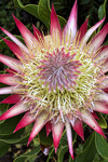 South Africa study abroad 2026: King Protea by Ellen Stern